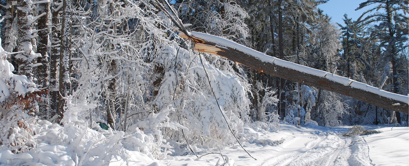 A tree knocked over in the snow